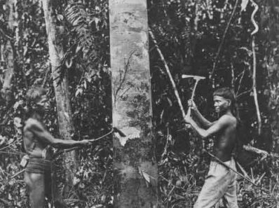 Hommes de Dayak a Borneo coupent du bois