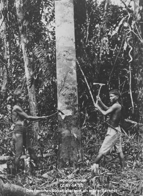 Hommes de Dayak a Borneo coupent du bois