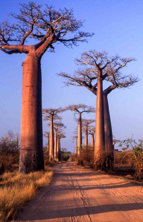 Allee de baobabs - Morondava