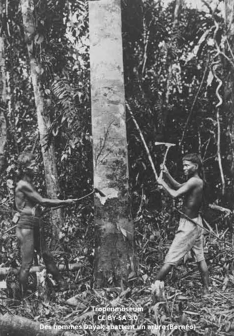 Hommes de Dayak a Borneo coupent du bois