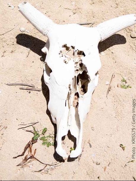 crane de zebu dans le sud de madagascar